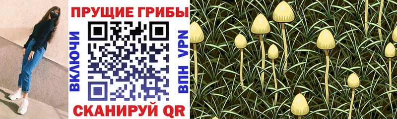 Купить где  Нижний Тагил  Галлюциногенные грибы прущие грибы 