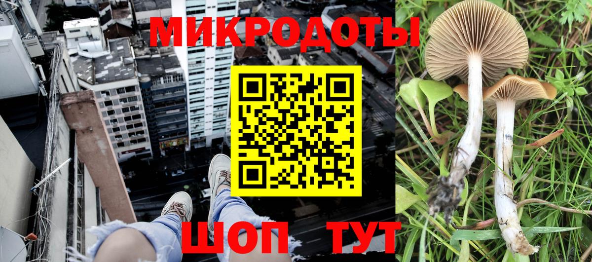 Псилоцибиновые грибы Psilocybe Нижний Тагил